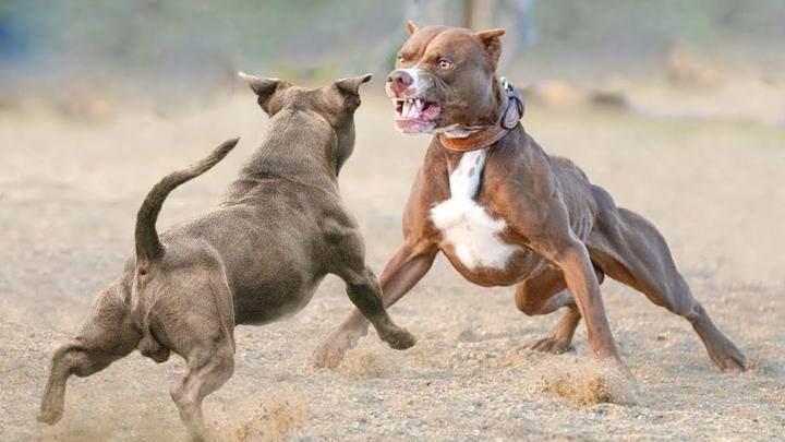 比特犬vs日本最强犬图片