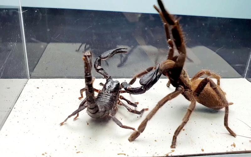 中国大兜虫vs蜘蛛谁厉害的相关图片